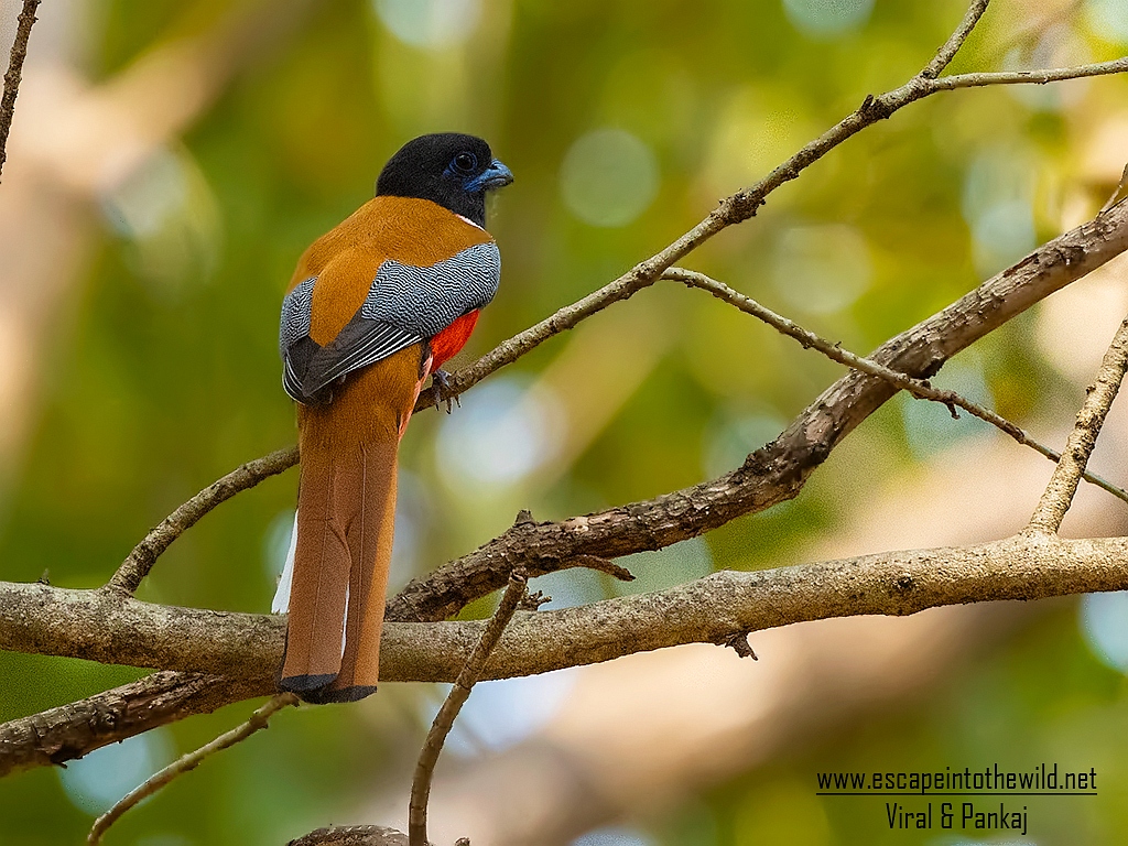 Malabar Trogon
